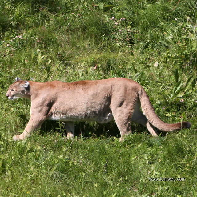 puma americano